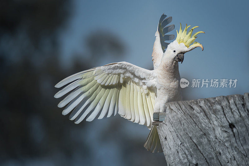 凤头鹦鹉(Cacatua galerita)